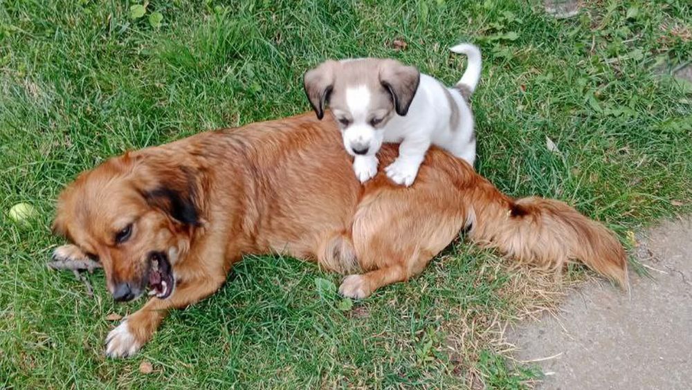 Цуценя у добрі руки