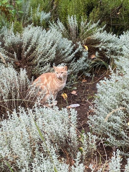 Gatinho para adoção responsável