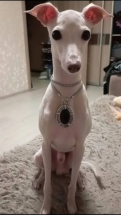 В'язка(Случка) Левреток ( італьянський грейхаунд).Королівська порода