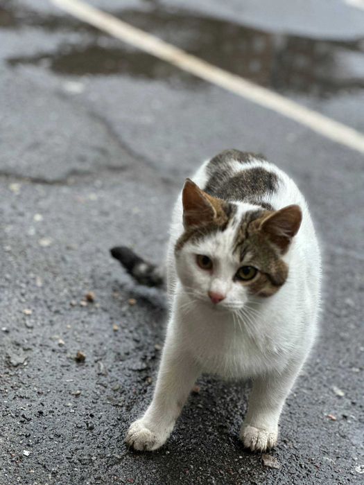 Отдам котят в хорошие руки