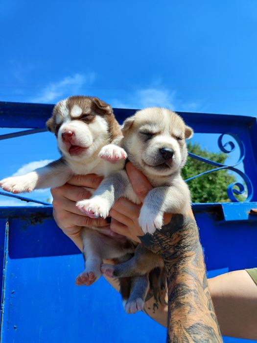 Хаскі - шоколад, серебро, чорний