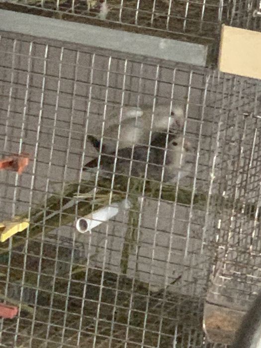 Vendo tudo ou troco por ring necks