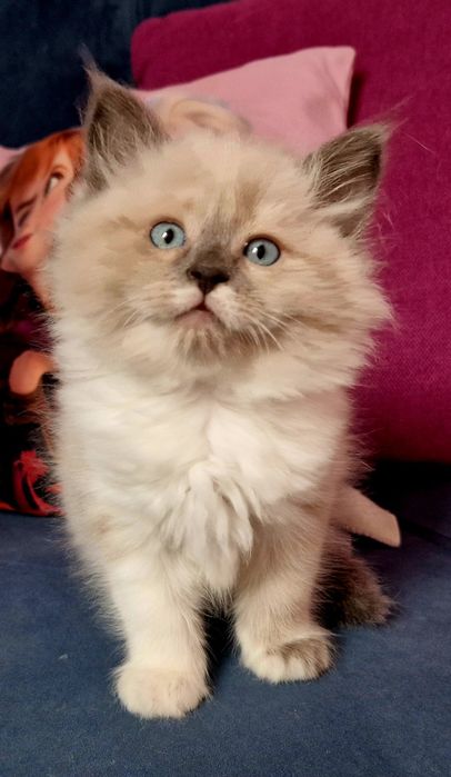 IGA kotka syberyjska Neva Masquerade