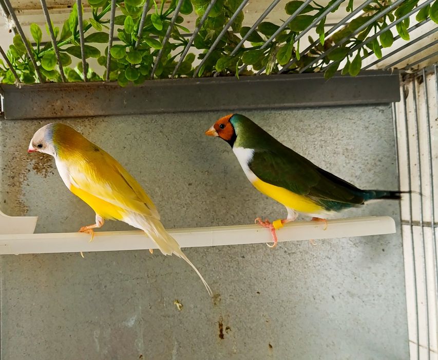 Casal Diamantes Gould 2025