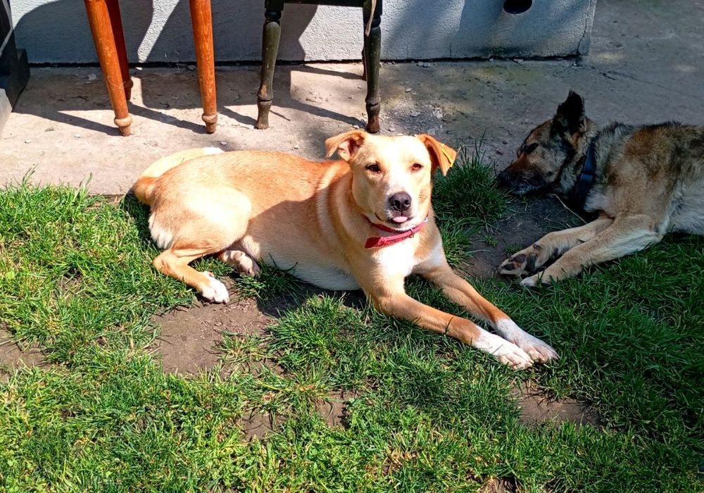 Собачка Лілі шукає дім