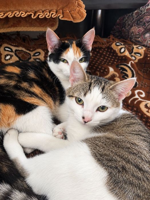 Котик та кішка безкоштовно !