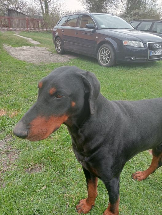 Oddam za darmo -dobermana
