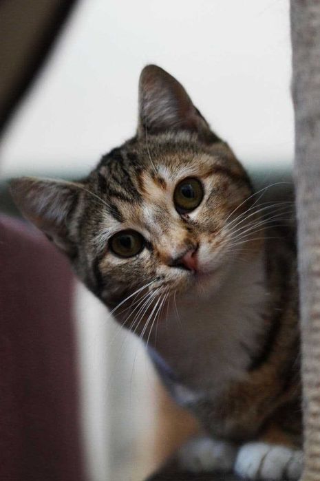 Софа- недовіряє людям, але вірить на свій шанс.