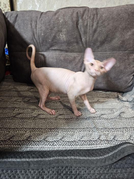 Хлопчики шукабть сім'ю