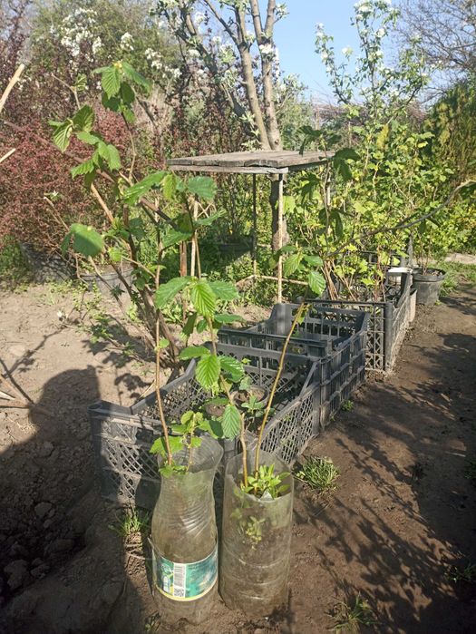 Фундук (сорт ореха)