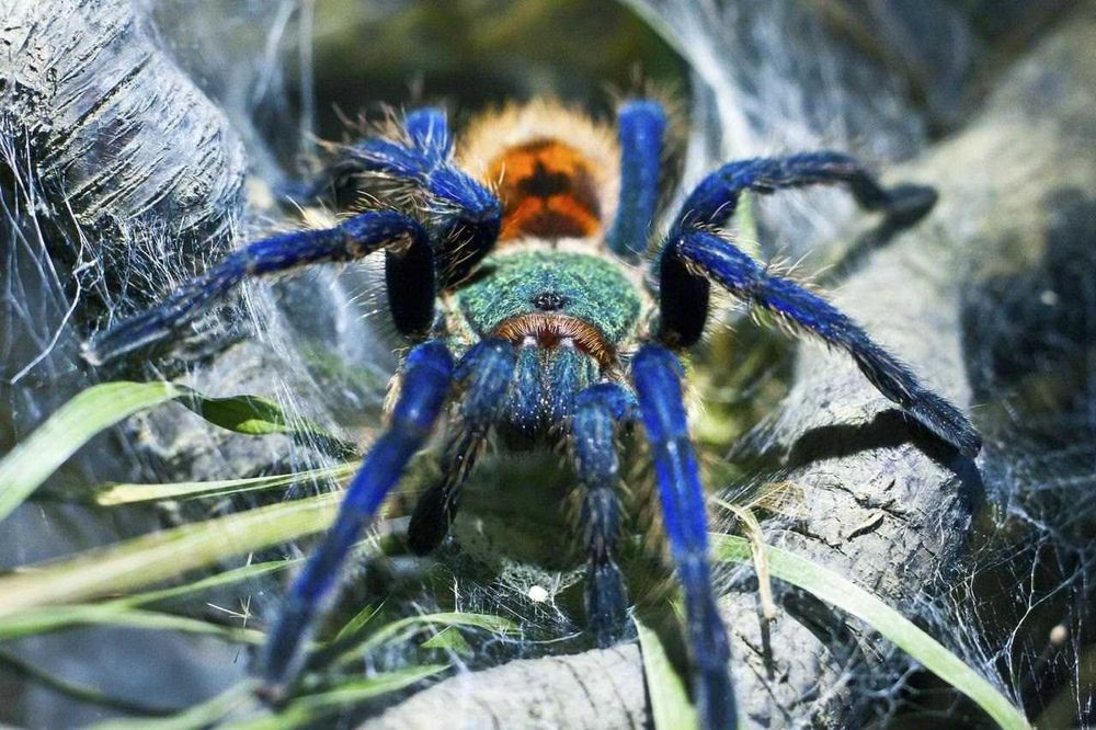 Pająk Chromatopelma cyaneopubescens GRUBY KOCUR sklep zoologiczny