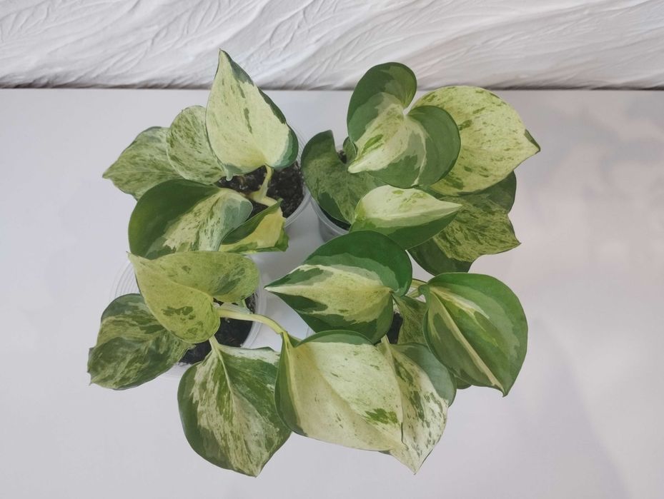 Епіпремнум Тайський клон