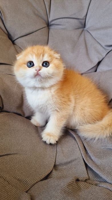 Золоті шиншили кошенята