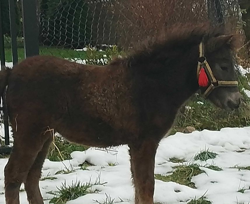 Źrebica kucyka sprzedam