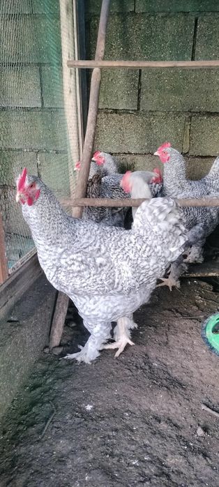 Galos Malines início de 2025