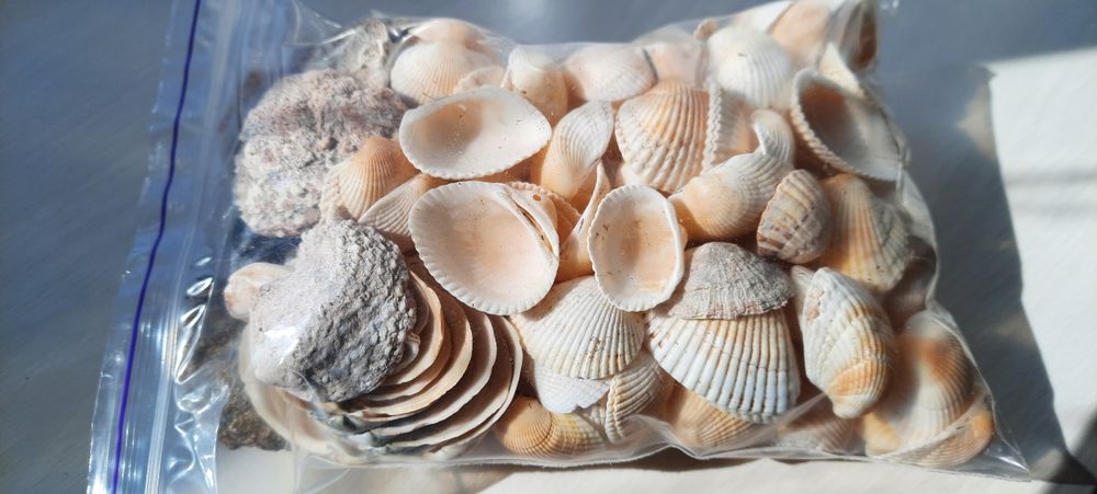 Морские ракушки с Азовского моря.