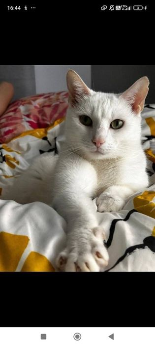 Biały kot szuka domu kto pokocha ?