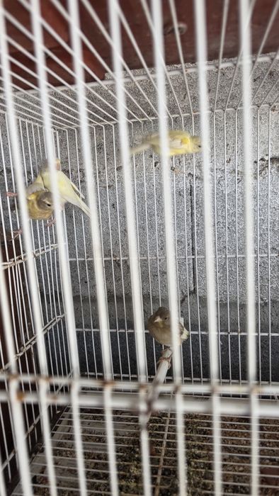 Canarios de raça pequena espanhola
