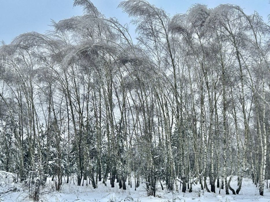 Земельна ділянка 78,7 Га !!! Фасівочка!