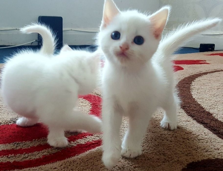 Котенок Турецкой ангоры