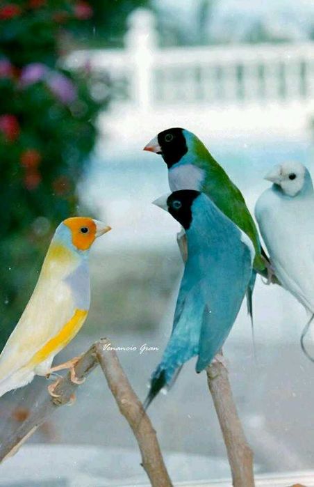 Vendo diamantes gould