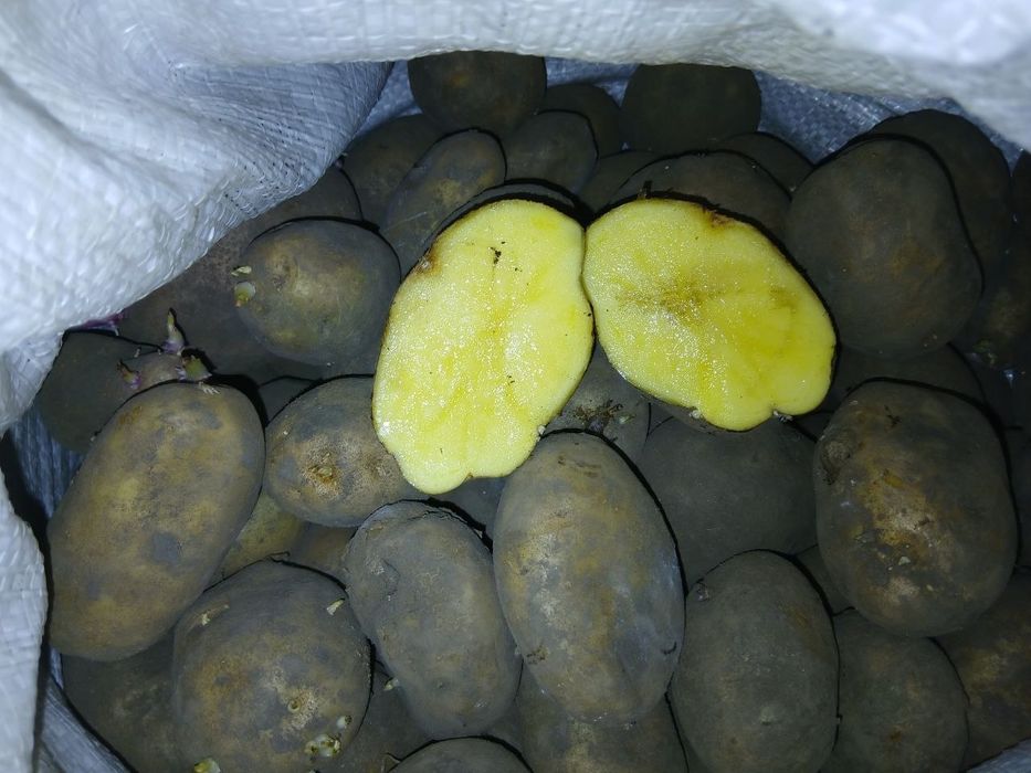 Картопля різних сортів