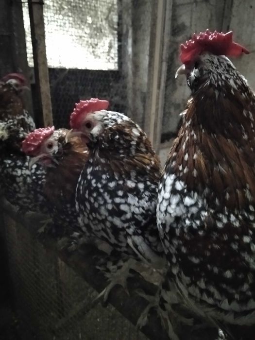 Garnizos Mil Flores (machos)