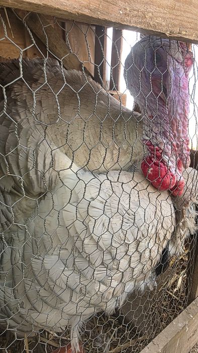 Peru macho adulto