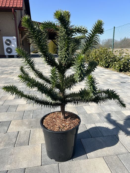 Araucaria chilijska Małpie drzewo 60-70 cm
