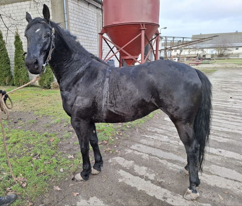 Kara klacz 5 lat po ogierze Epolet