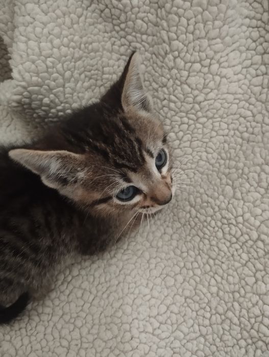Gatinho macho para adoção. Cinza, tigrado. 2 meses.