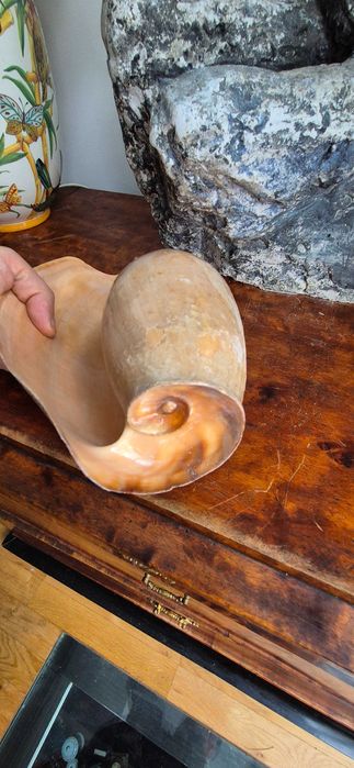 duża muszla morska Cymbium "słoniowa trąba" okazja tanio