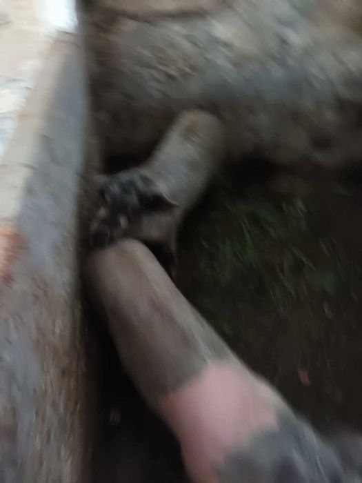 Vendo porco  bisaro muinta boa raca pura