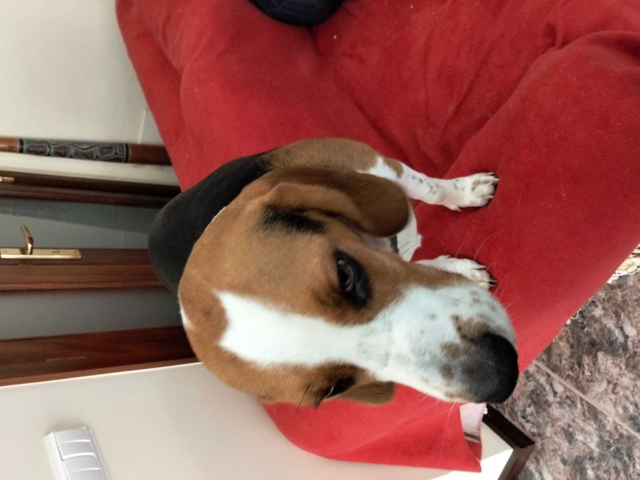 Cão beagle para adoção
