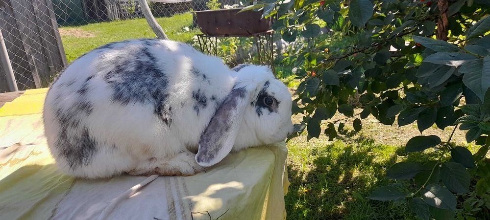 Продам  кролики  , породи француський  баран. Чисто кровні.