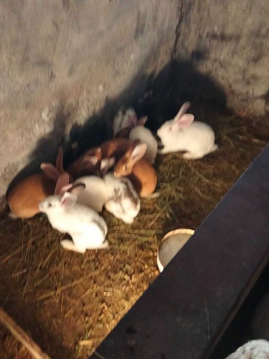 Продам кролі 120грн