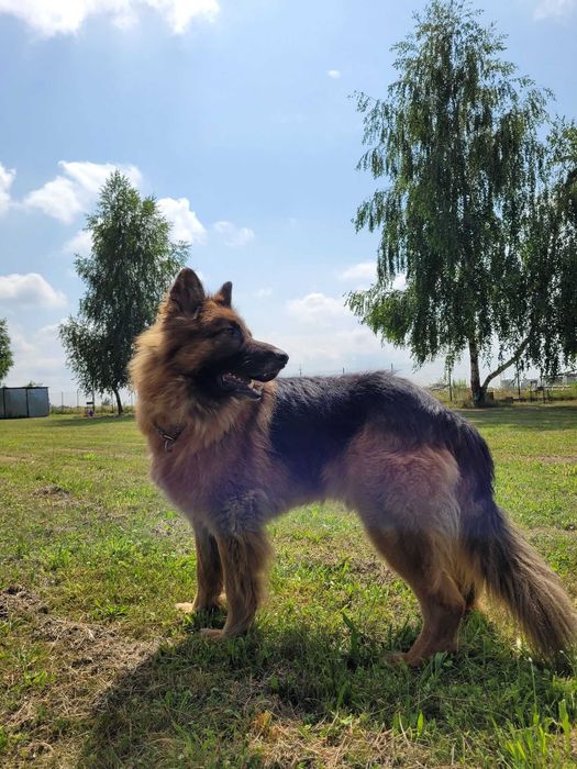 ASTRO - Piękny długowłosy owczarek poleca sie do adopcji