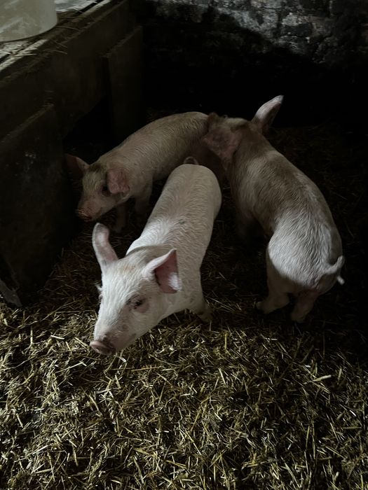 Поросята 1,5 місяці