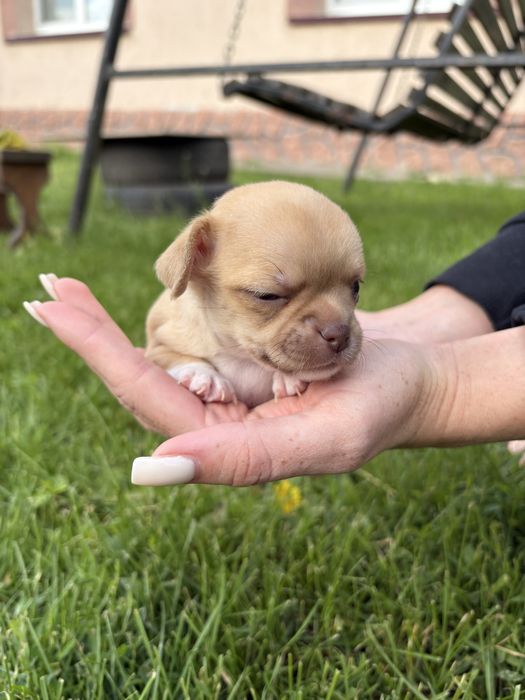 Цуценята ЧехуаХуа
