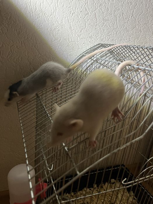 СРОЧНО! Декоративные крыски в хорошие руки