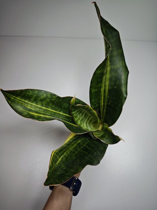 Sansevieria Black Rose var