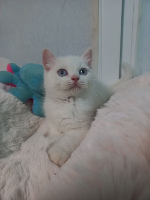 Котёнок мальчик голубые глаза