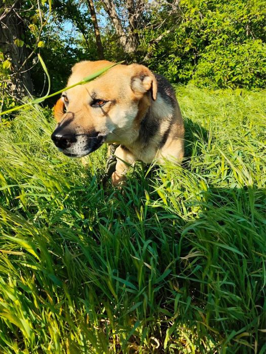 Помогите найти семью девуле из приюта