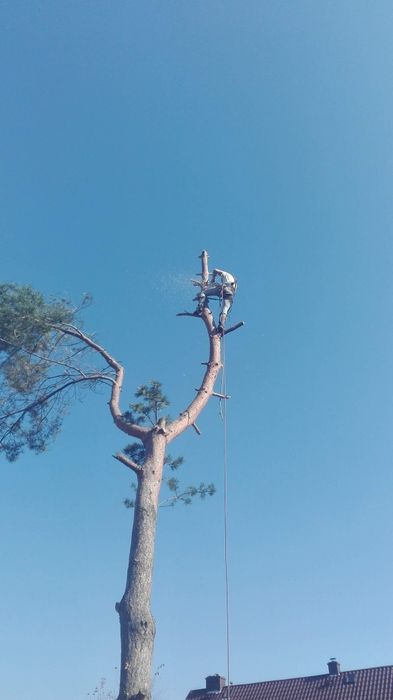 Wycinka podcinka drzew metodą Arborystyczną- ze zwyzki, mycie kostki brukowej