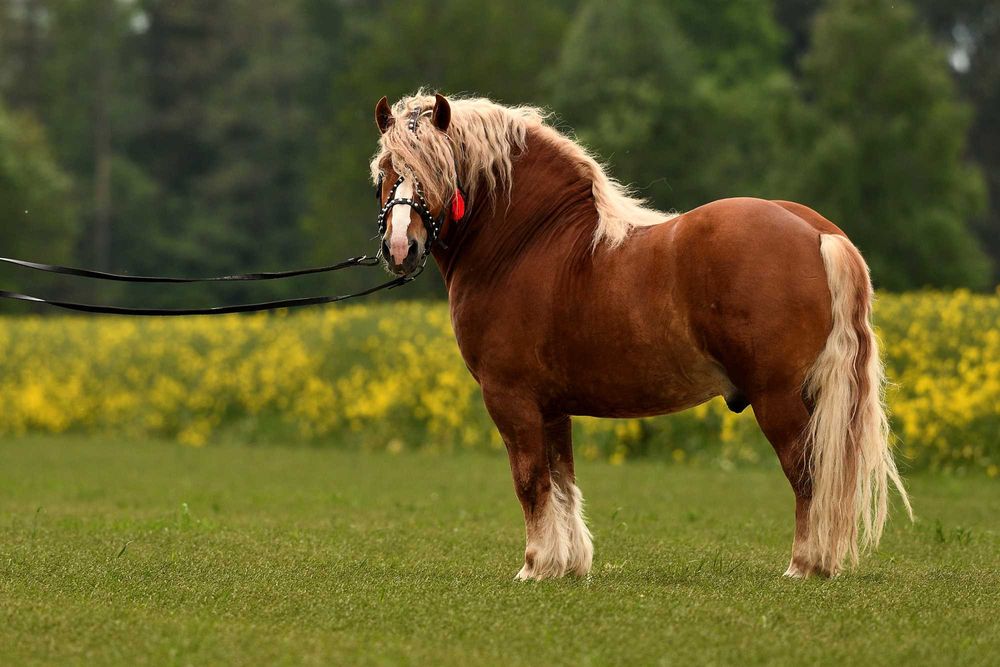 Ogier sokólski Stanówka/Zamienię/Sprzedam
