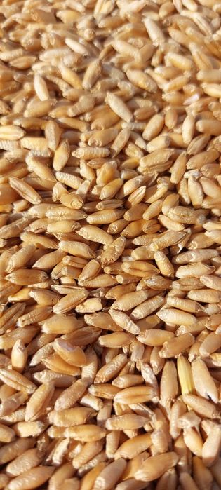 Sprzedam zboże,pszenżyto dobre dla kur