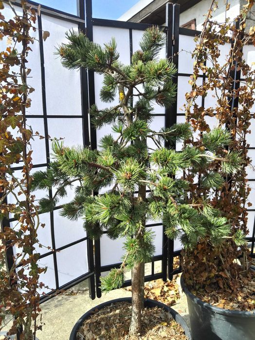 Sosna oscista, pinus aristata