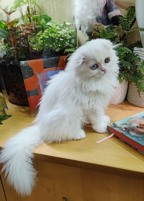 Дуже гарний хлопчик висловухий