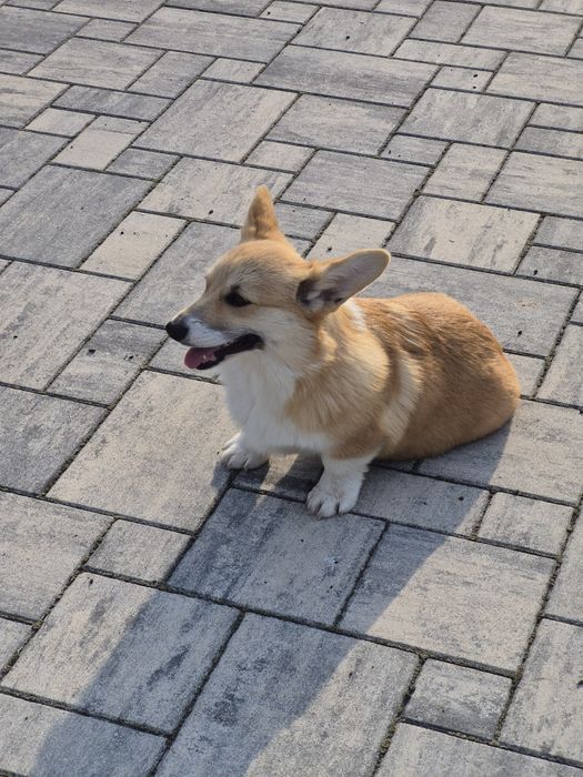 Wels Corgi Pembroke suczka FCI