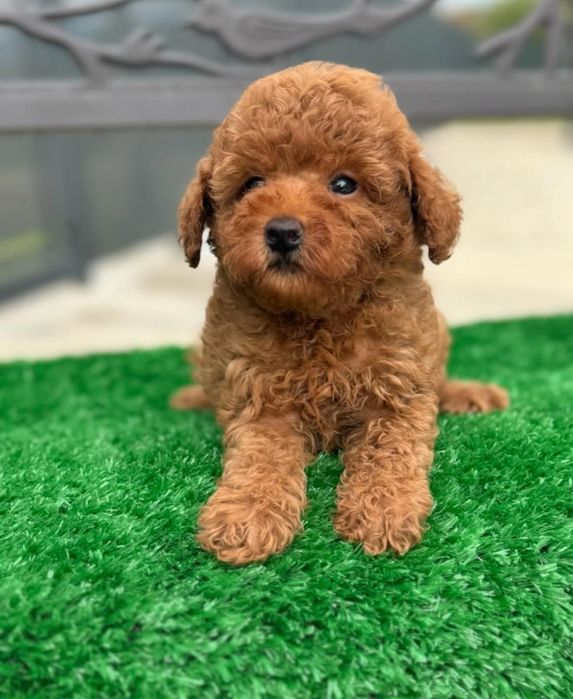 Розкішний малиш ; той пудель